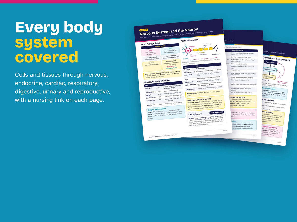 Anatomy and Physiology Study Guide PDF | A and P 1 and 2 Notes for Nursing School | TEAS HESI Science Review | Prenursing Printable