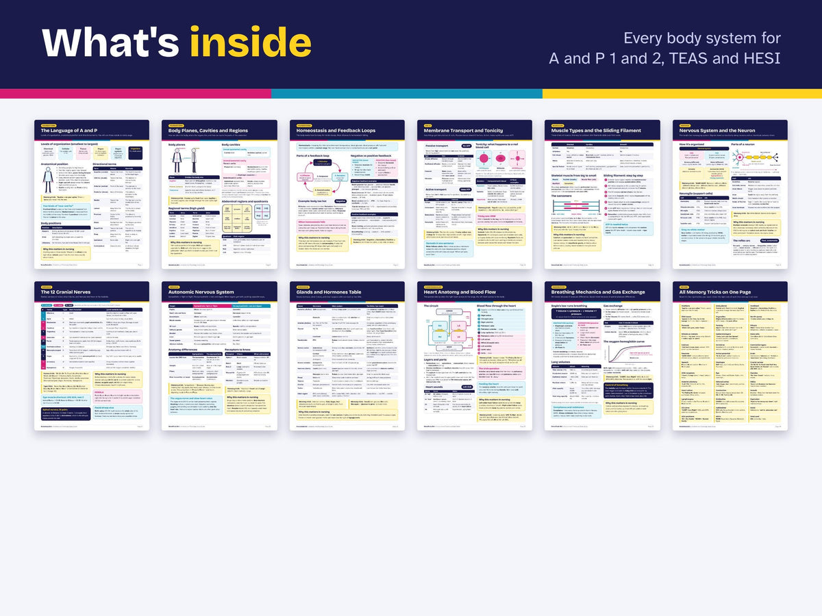 Anatomy and Physiology Study Guide PDF | A and P 1 and 2 Notes for Nursing School | TEAS HESI Science Review | Prenursing Printable